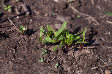 Beets in natural conditions. Beta vulgaris. Beet. Garden, field, farm.