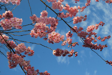 Pink cherry blossoms on the branch on the blue sky background. Spring time in Netherlands.