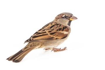 Naklejka premium Male House Sparrow (passer domesticus) isolated on a white background