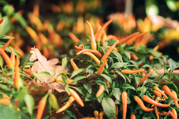 Ornamental yellow capsicum Annuum Peppers in autumn,outdoor, street flower shop fallen oak leaf
