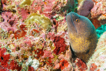 A small brown Moray eel. Diving in the Indian ocean.