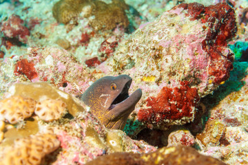A small brown Moray eel. Diving in the Indian ocean.