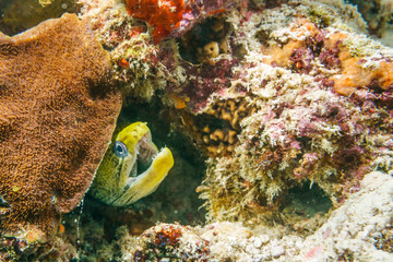 Laced Moray on a coral reef in the Indian ocean.
