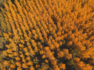 Autumn season forest scenery from drone point of view