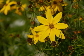 beautiful flowers