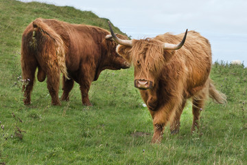 two scottish Highlander on the grass dike