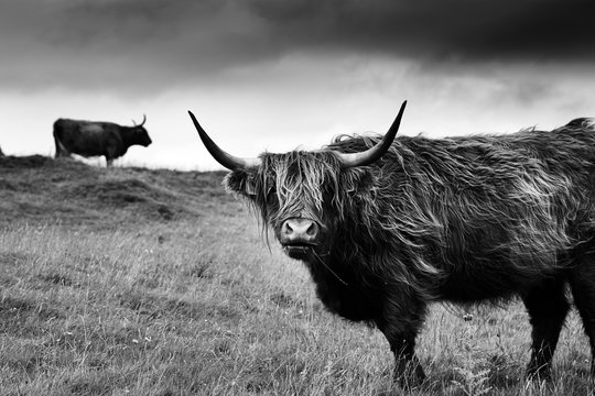 Hairy scottish highlander in natural scape on a cloudy day