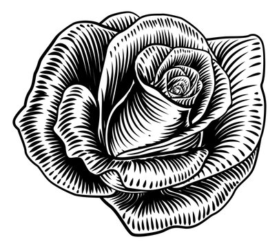 A rose flower in a woodcut etching or engraving line art style