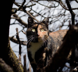 Tortoise-colored cat wit a two tones splitted face climbing up a tree