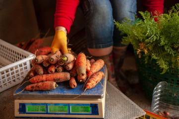 Happy female peasant sorts and weighs carrots harvested at their own site. Traditions of ecological...