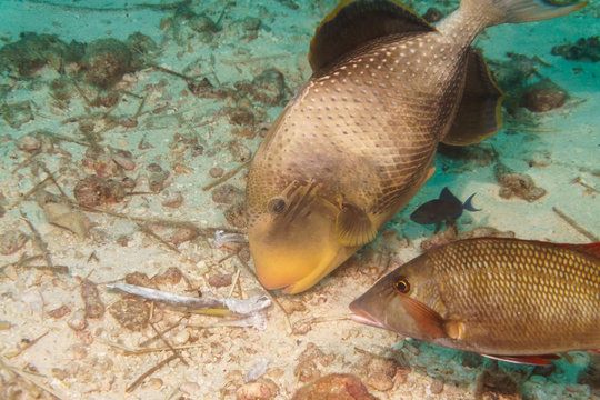Yellowmargin triggerfish on a sandy bottom in the Indian ocean.