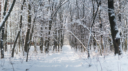 Fototapeta premium Beautiful winter forest with a trees covered with a white snow.