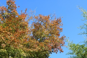 青空　秋　茨城