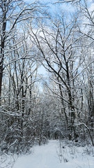 Beautiful winter forest with a trees covered with a white snow.