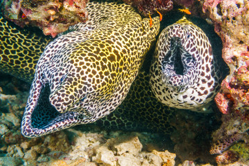 Leopard Moray eels nest on the coral reef of Maldives.