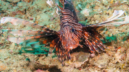 Lionfish on the coral bottom of the Indian ocean.