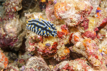 Golosemennye on the coral reef of the Indian ocean.