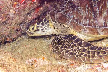 Naklejka na ściany i meble The turtle sleeps on a coral reef at the bottom of the Indian ocean.