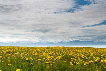 Fields of dandelions