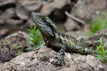 lizard on rock
