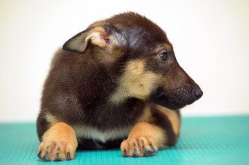 bewildered cute puppy half-breed