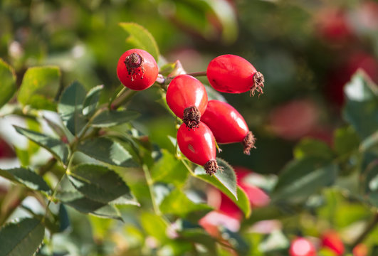 Red rosehip berries in a vegetable garden