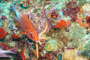 Obraz na płótnie Canvas Fish-squirrel (Sargocentron spiniferum)coral reef Maldives.