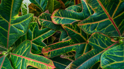 Fototapeta premium Croton Green leaves close up. Natural pattern background, beautiful nature in the moment. Grren and pink layout made of Croton leaves. Flat lay. Selective focus