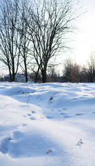 Beautiful winter forest with a trees covered with a white snow.