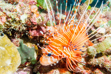 Lionfish (Pterois volitans) on the coral bottom of the Indian ocean.