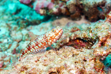 Fototapeta na wymiar Fish lizard coral reef Maldives.