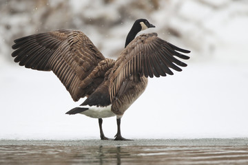 Canada Goose (Branta canadensis) Baden-Wuerttemberg, Germany