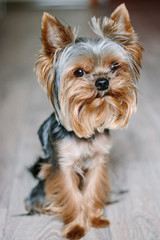 Dog yorkshire terrier