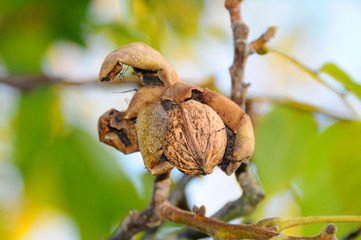 Walnuss am Baum