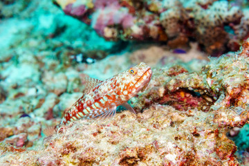 Naklejka na ściany i meble Fish lizard coral reef Maldives.