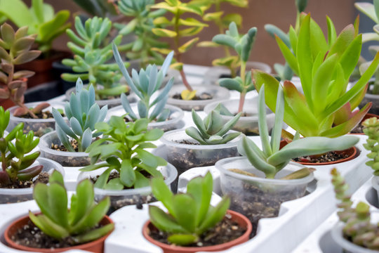 Close up of different varietal agave succulent plants in pots, selective focus. various types of succulent plant pot - echeveria, Graptoveria, Haworthia, sempervivum, flowering house, house plants