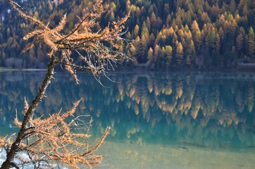 A branch on the lake