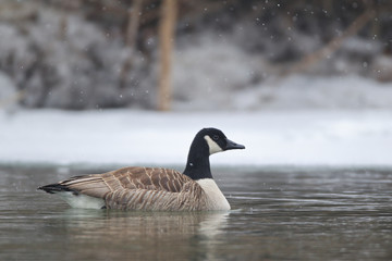 Canada Goose (Branta canadensis) Baden-Wuerttemberg, Germany
