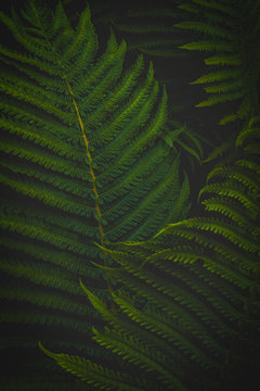 Fern. Forest plant.