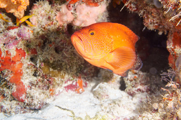 Fototapeta na wymiar Red grouper hiding among the corals at the bottom of the Indian ocean.