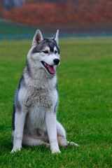 Naklejka na ściany i meble Dog breed Siberian husky
