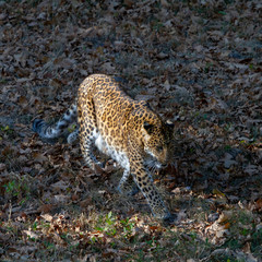 Panthera pardus japonensis
