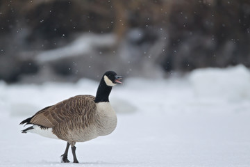 Canada Goose (Branta canadensis) Baden-Wuerttemberg, Germany