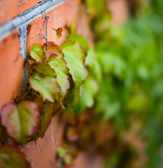 ivy weaving on a brick wall