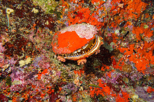 Thorny oyster (Spondylus varians) underwater in the tropical coral reef of the indian ocean -