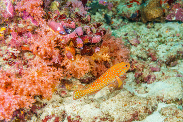 Red grouper among the corals on the bottom of the Indian ocean.