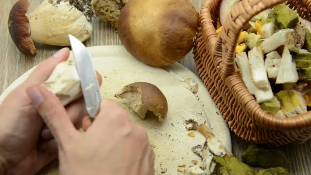 Cleaning penny bun (king bolete) mushroom and cutting in slices