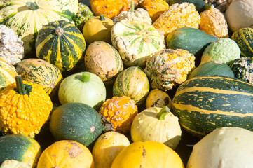 Autumn gourds in a variety of colors, textures and patterns piled in a natural background