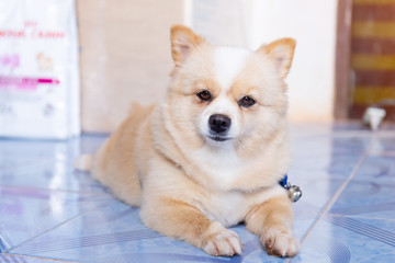 Pomeranian dog looking forward