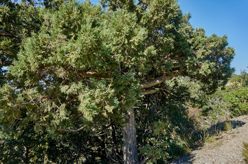 Juniperus high (Juniperus excelsa) is an evergreen coniferous plant of the genus Juniper cypress family (Cupressaceae) against a blue sky on the cliff coast of the Black Sea coast of the Caucasus